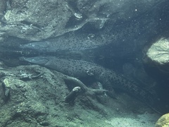Crocodylia
