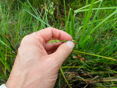 Carex otrubae