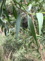 Myoporum acuminatum