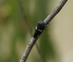 Eurymela distincta