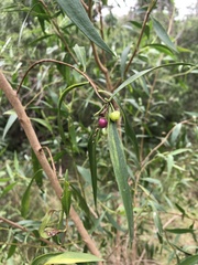Myoporum acuminatum