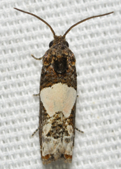 Epiblema dorsisuffusana