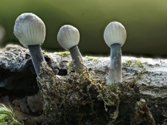 Mycena abramsii