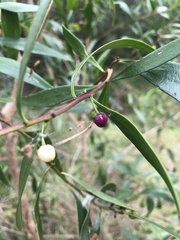 Myoporum acuminatum
