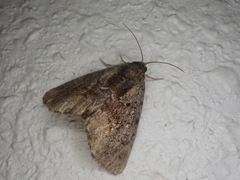 Pyrrhidivalva sordida