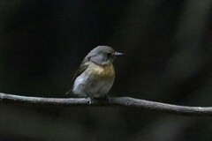 Cyornis hainanus