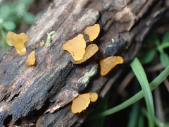 Heterotextus miltinus
