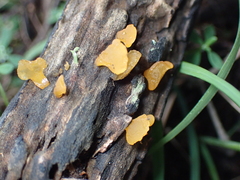 Heterotextus miltinus