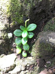 Peperomia urvilleana