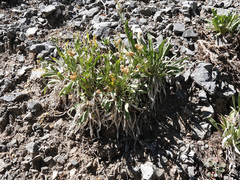 Petradoria pumila