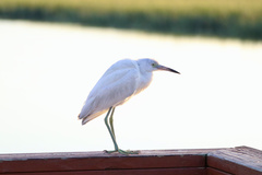 Egretta