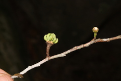 Annonaceae