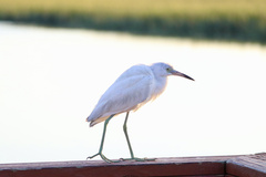 Egretta