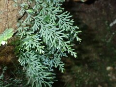 Hymenophyllaceae