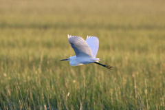 Egretta