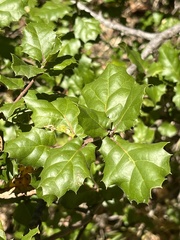 Quercus agrifolia