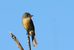 Contopus latirostris blancoi