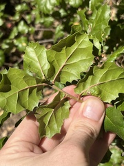 Quercus agrifolia