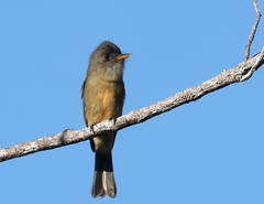 Contopus latirostris blancoi