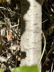 Quercus agrifolia
