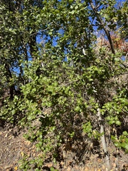 Quercus agrifolia