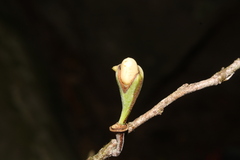 Annonaceae