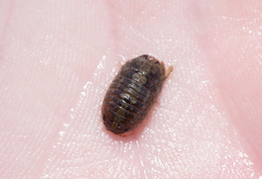 Sphaeroma quoianum