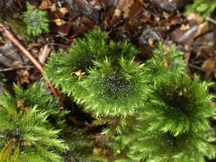 Hypnodendron