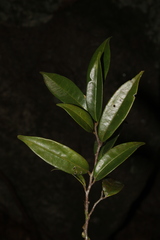 Annonaceae