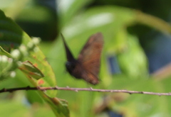 Ephyriades arcas