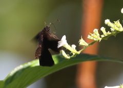 Ephyriades arcas