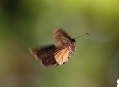 Ephyriades arcas