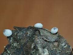 Didymium clavus