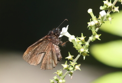 Ephyriades arcas