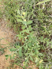 Crotalaria retusa