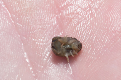 Sphaeroma quoianum