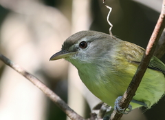Vireo latimeri