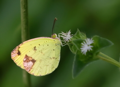 Pyrisitia portoricensis
