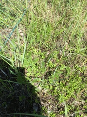 Ophioglossum pusillum