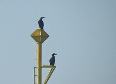 Phalacrocorax carbo image