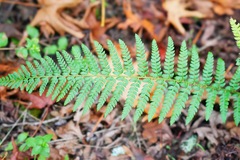 Polystichum dudleyi