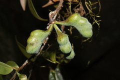 Annonaceae