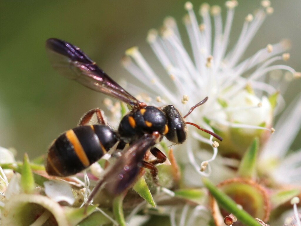 Lasioglossum peraustrale