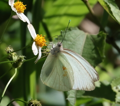 Ascia monuste eubotea