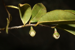 Annonaceae