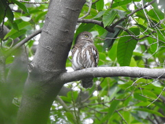 Glaucidium cuculoides
