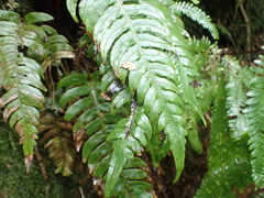 Cranfillia vulcanica