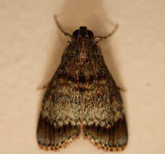 Stericta concisella