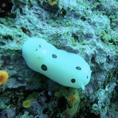 Diaulula sandiegensis
