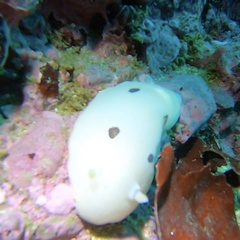 Diaulula sandiegensis